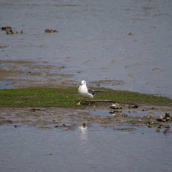 Black-tailed Gull 蒲生干潟(仙台市) Mon, 7/18/2022