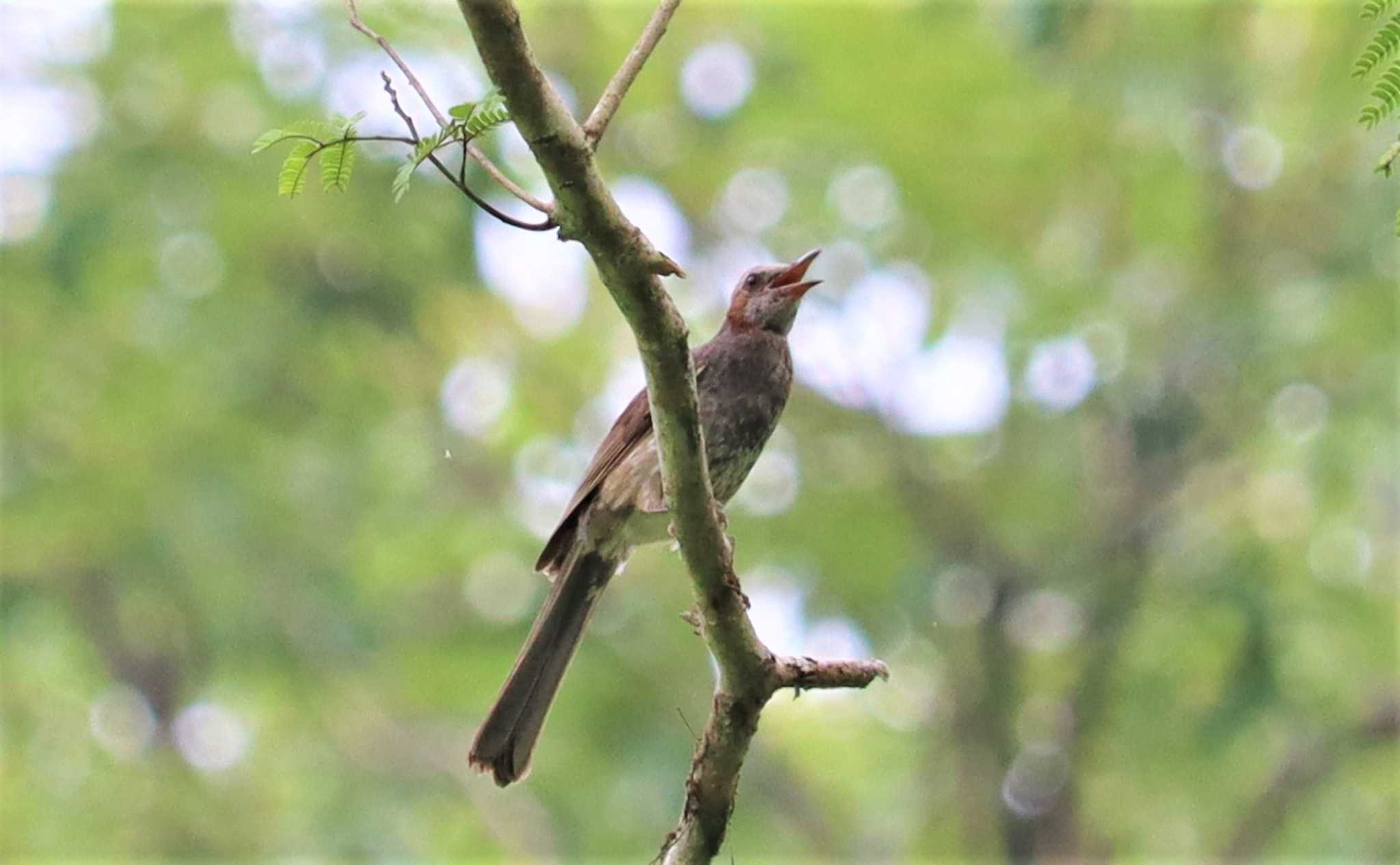 Brown-eared Bulbul