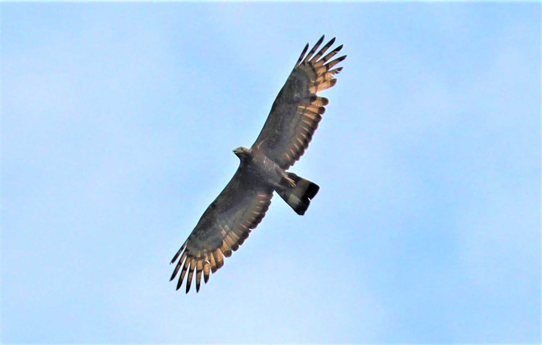 Crested Honey Buzzard