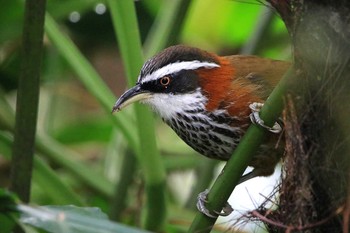 ヒメマルハシ 台北植物園 2017年11月21日(火)