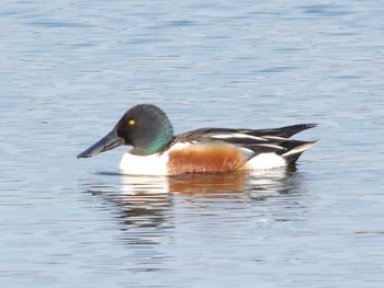 2022年5月3日(火) 弥富野鳥園の野鳥観察記録