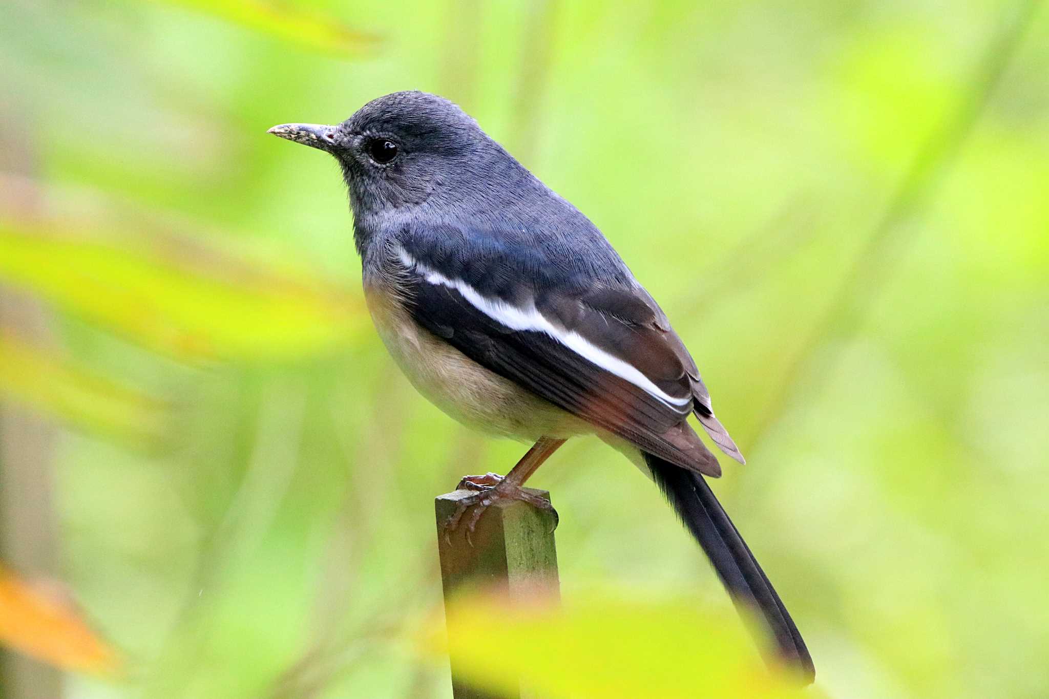 Photo of Oriental Magpie-Robin at 台北植物園 by とみやん