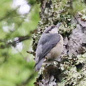 Eurasian Nuthatch 蓼科 Mon, 7/18/2022