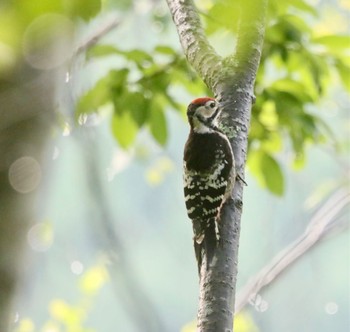 White-backed Woodpecker 蓼科 Sun, 7/17/2022