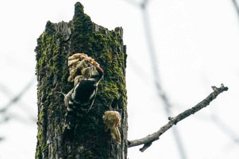 2022年7月18日(月) 西岡公園(西岡水源地)の野鳥観察記録