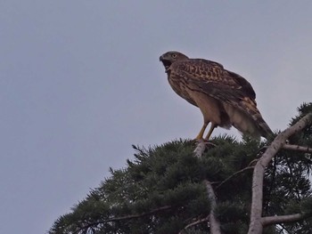 Eurasian Goshawk 善福寺川緑地 Mon, 7/18/2022