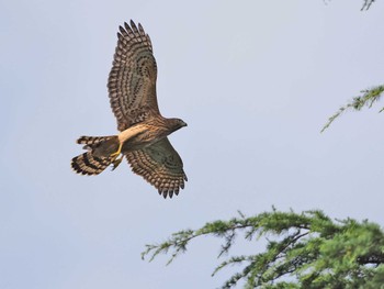 Mon, 7/18/2022 Birding report at 善福寺川緑地