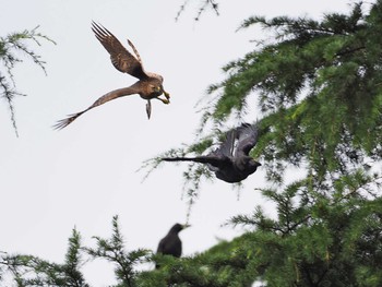 Eurasian Goshawk 善福寺川緑地 Mon, 7/18/2022