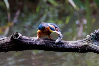 Common Kingfisher 横浜市 Sun, 7/17/2022