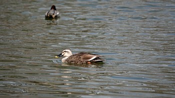 カルガモ 緑ヶ丘公園(帯広市) 2022年4月8日(金)