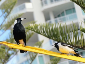 カササギフエガラス Broadbeach, QLD, Australia 2022年7月3日(日)