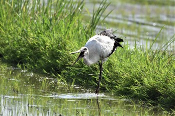 コウノトリ 渡良瀬遊水地 2022年7月18日(月)