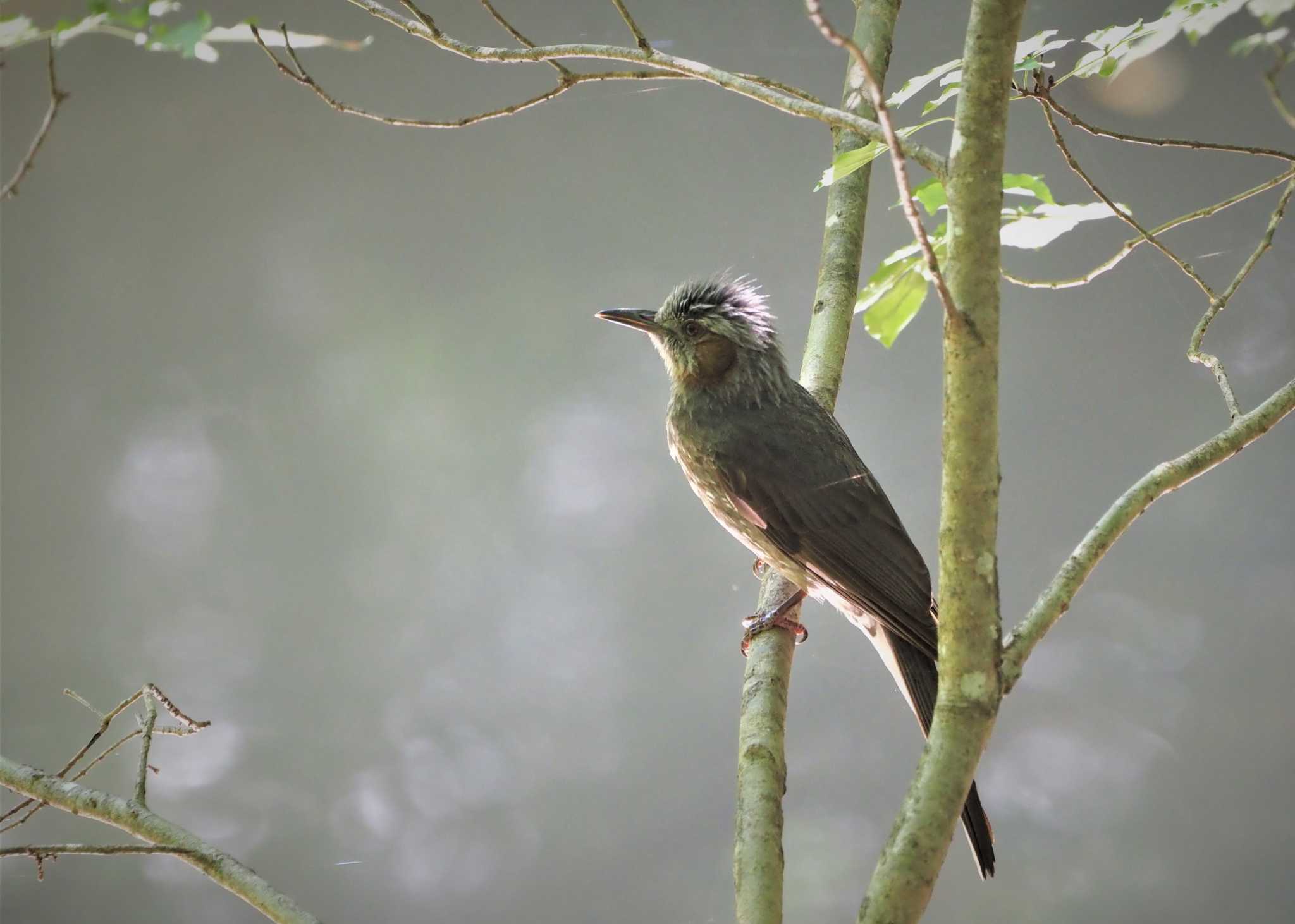 Photo of Brown-eared Bulbul at 姫路市自然観察の森 by しんちゃん