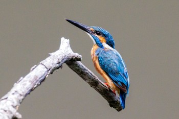 Common Kingfisher 横浜市 Sun, 7/17/2022