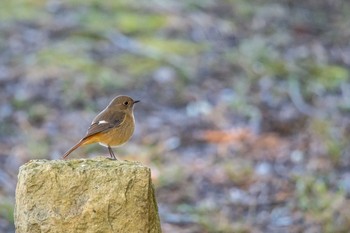 Daurian Redstart Akashi Park Tue, 1/2/2018