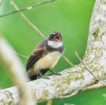 Malaysian Pied Fantail Bang Phra Non-Hunting area Sat, 7/16/2022