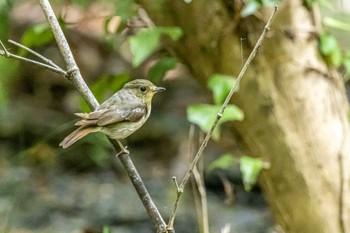 キビタキ 金ヶ崎公園(明石市) 2022年7月6日(水)