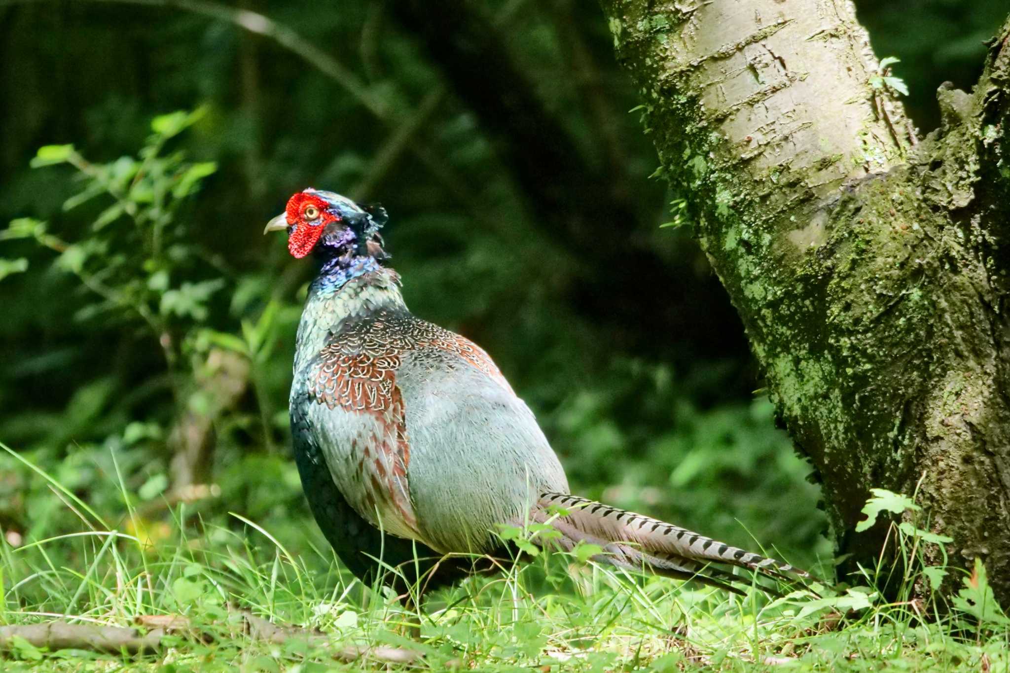 箱根野鳥の森 キジの写真 by でみちん