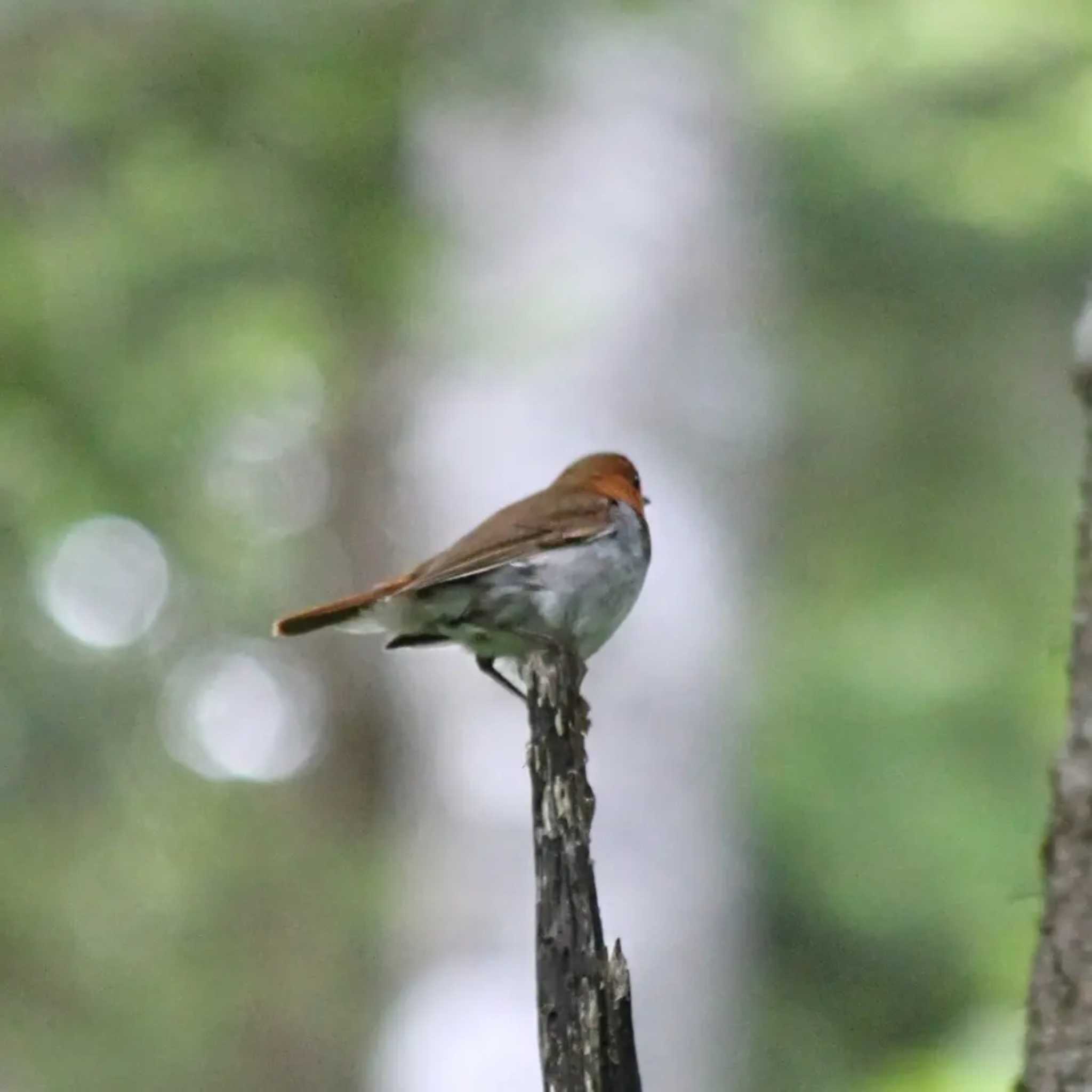 Photo of Japanese Robin at 大台ヶ原 by utau_tori