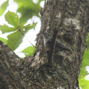 Eurasian Nuthatch Unknown Spots Mon, 7/18/2022