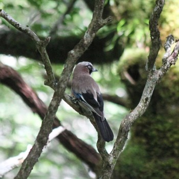 Eurasian Jay 大台ヶ原 Mon, 7/18/2022