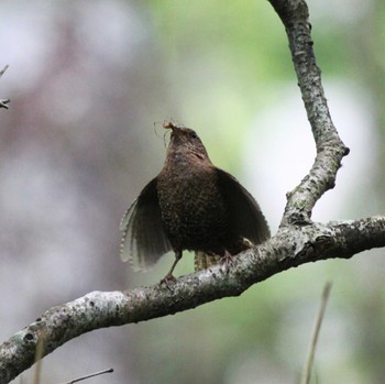 Eurasian Wren 大台ヶ原 Mon, 7/18/2022