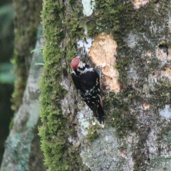 Mon, 7/18/2022 Birding report at 大台ヶ原