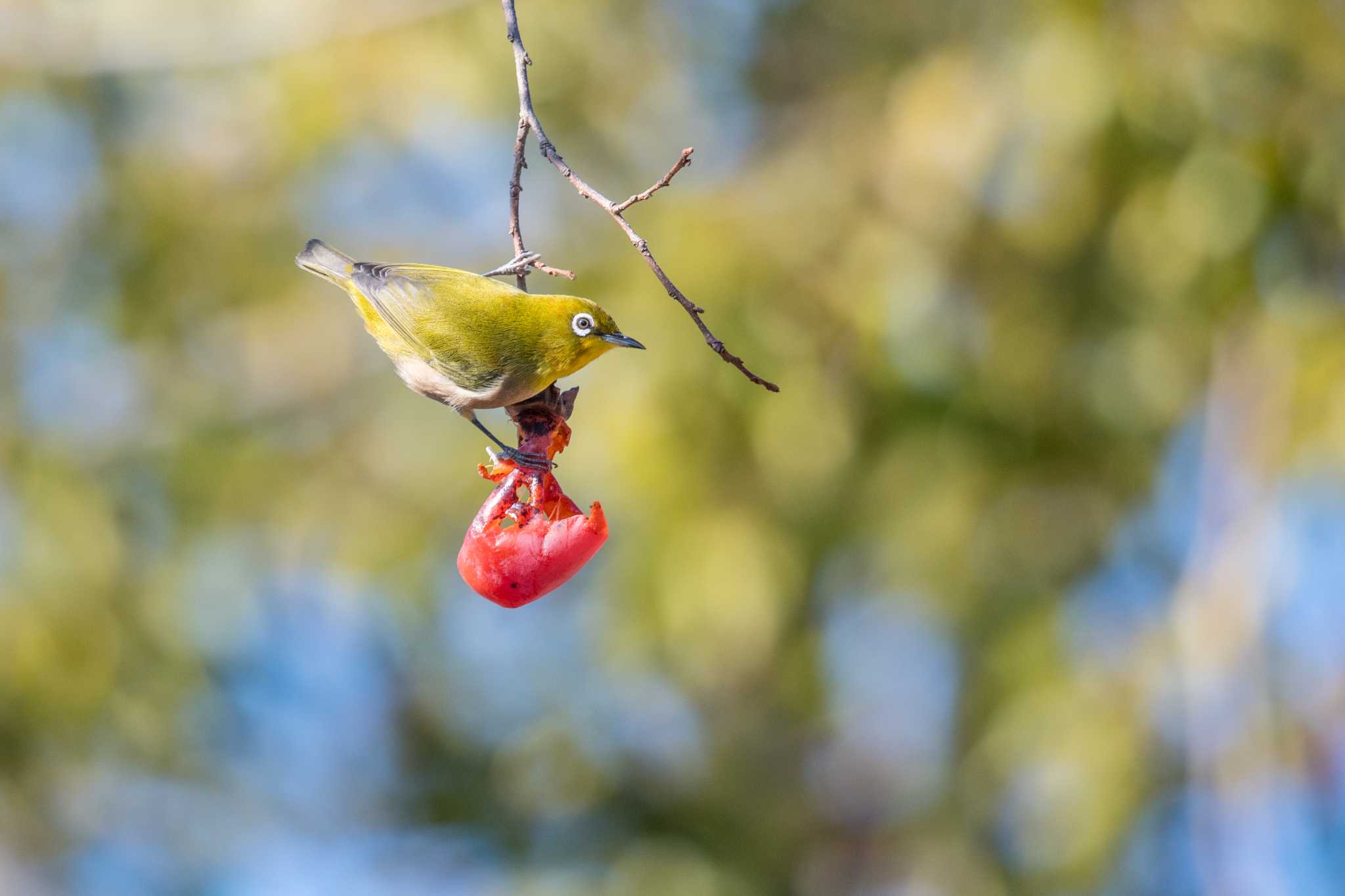 Photo of Warbling White-eye at Akashi Park by ときのたまお