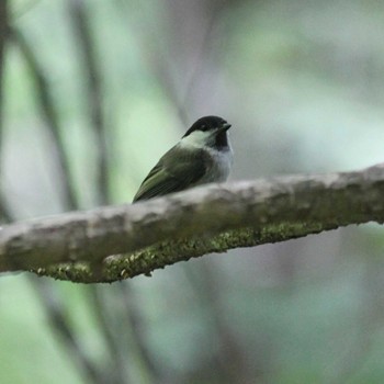 Willow Tit 大台ヶ原 Mon, 7/18/2022