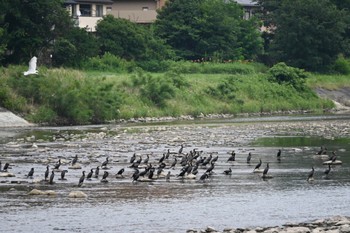 カワウ 宝塚市 2022年7月18日(月)