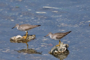 2022年7月18日(月) 野島公園の野鳥観察記録