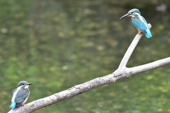 カワセミ 長浜公園 2022年7月19日(火)