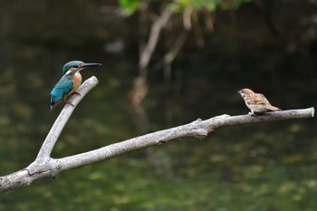 カワセミ 長浜公園 2022年7月19日(火)