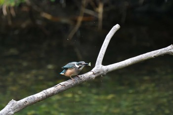 カワセミ 長浜公園 2022年7月19日(火)