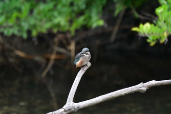 カワセミ 長浜公園 2022年7月19日(火)