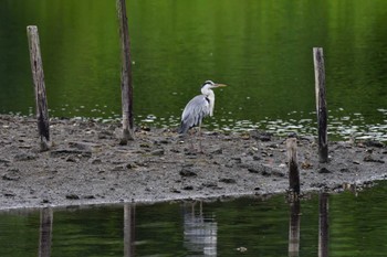 アオサギ 長浜公園 2022年7月19日(火)