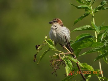 Russet Sparrow 札幌モエレ沼公園 Tue, 7/19/2022