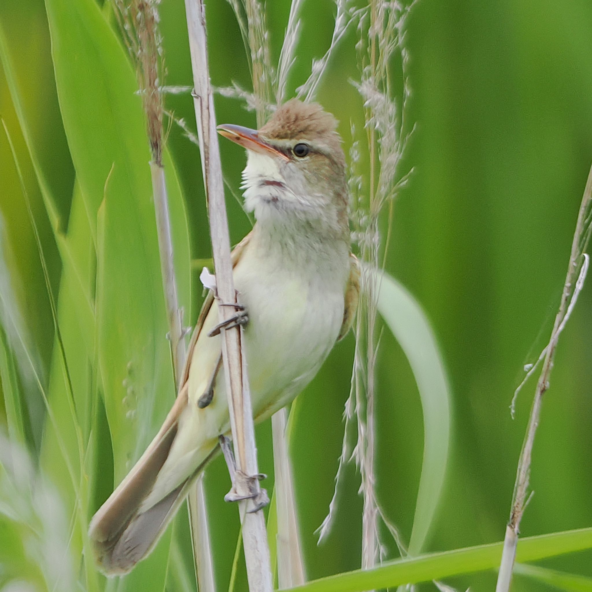 Oriental Reed Warbler