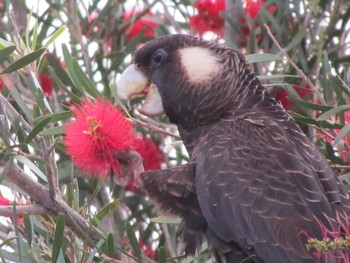 Carnaby's Black Cockatoo