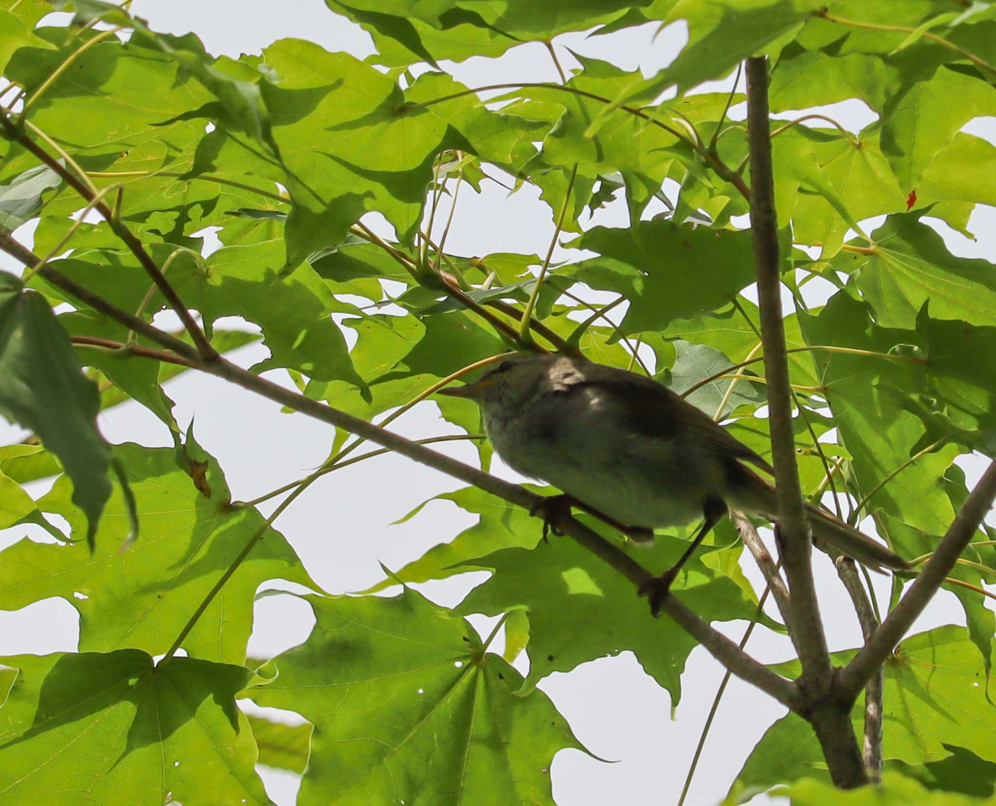 Photo of Japanese Bush Warbler at 榛名湖畔 by yutaka_oma