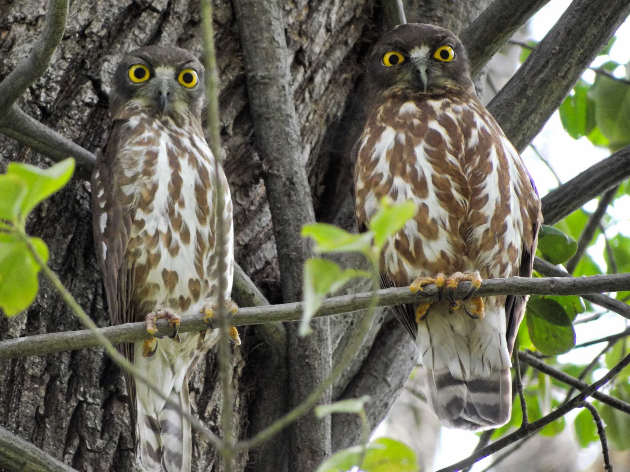 神楽岡公園 アオバズクの写真 by ezorisu