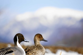 オナガガモ 諏訪湖 撮影日未設定