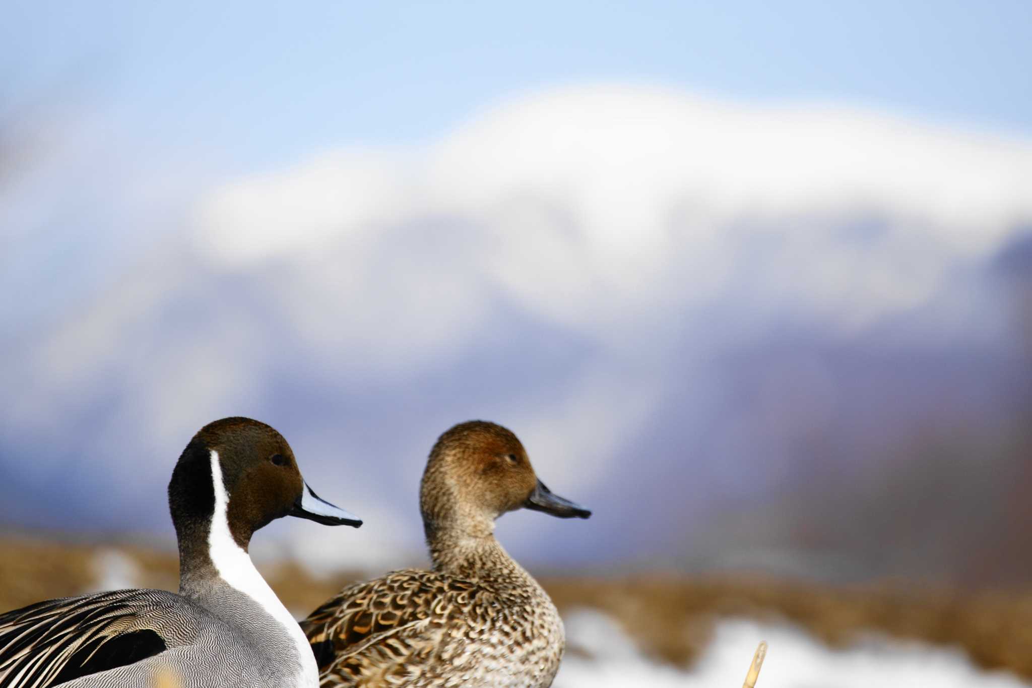 Photo of Northern Pintail at Suwako Lake by bea