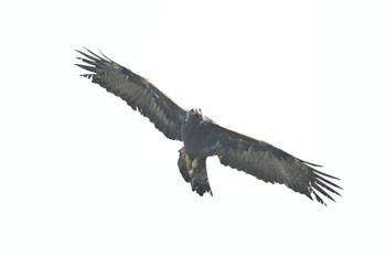 Golden Eagle 伊吹山 Sun, 7/17/2022