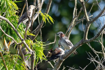 2022年7月17日(日) 葛西臨海公園の野鳥観察記録