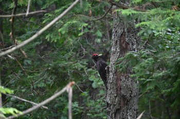 クマゲラ 苫小牧 北大研究林 2022年7月8日(金)