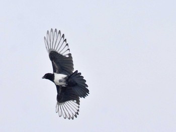 Eurasian Magpie 勇払原野 Thu, 7/14/2022