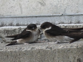 2022年7月17日(日) 滝沢ダムの野鳥観察記録