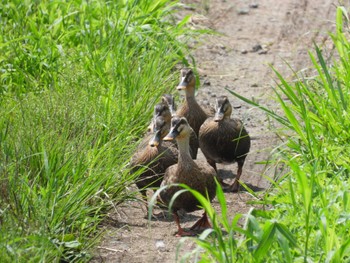 Mon, 7/18/2022 Birding report at Minuma Rice Field