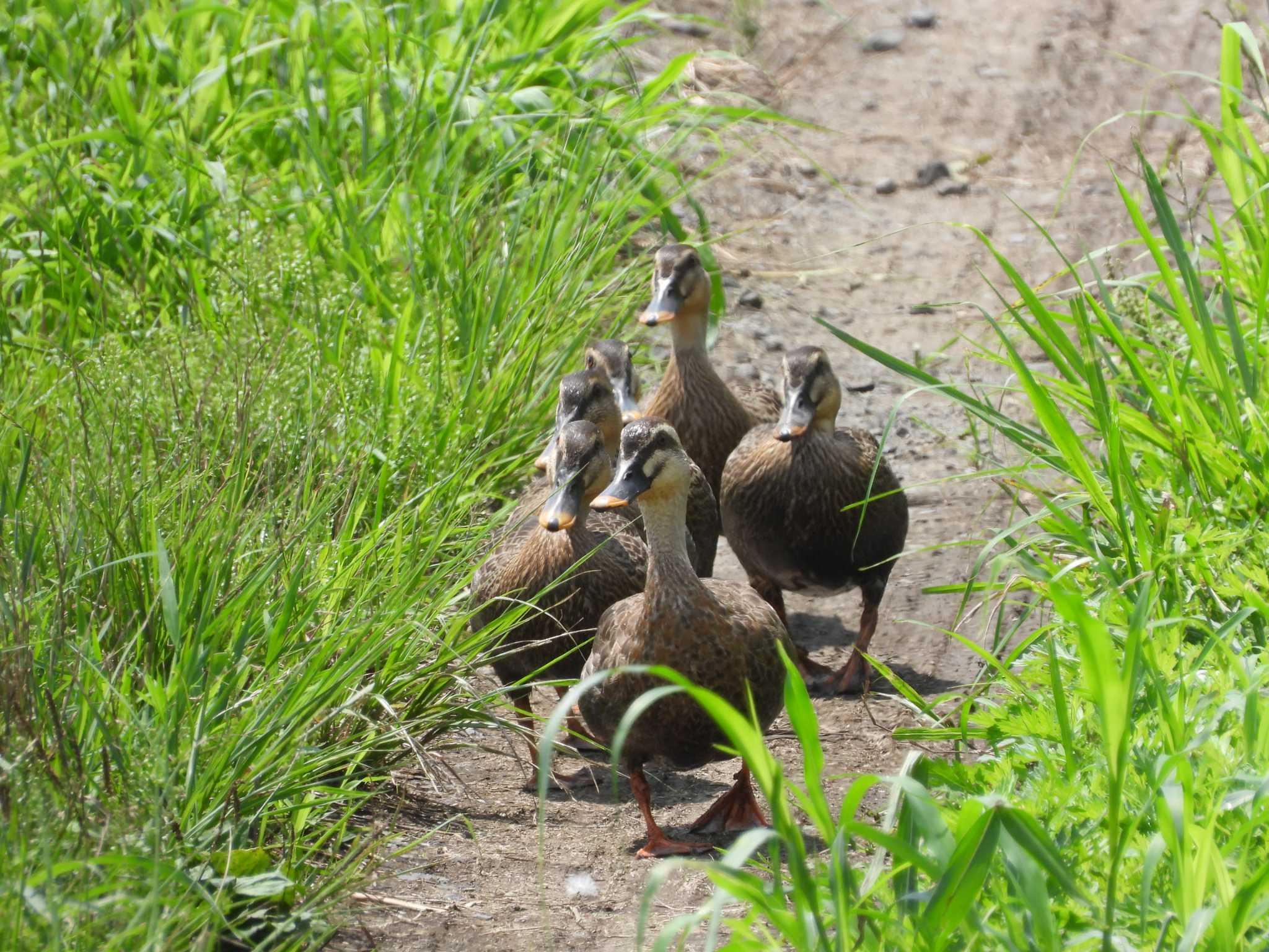 Eastern Spot-billed Duck